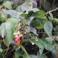 Elaeocarpus glandulifer (Hook. ex Wight) Mast.